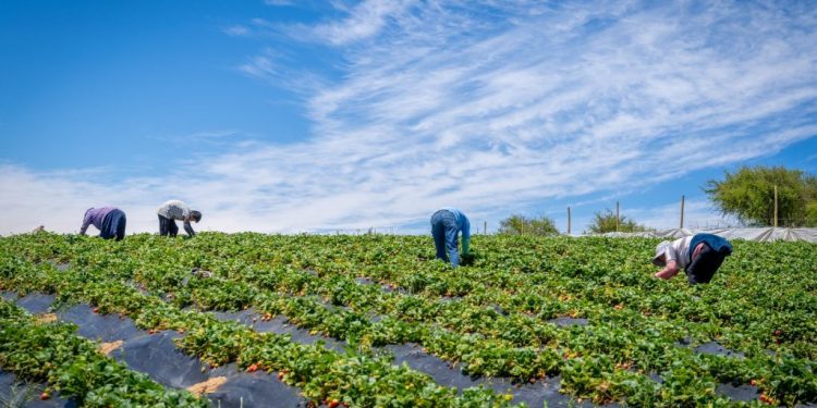 Minagri transfiere más de $1.324 millones en apoyo a agricultores del Biobío ante alza de precios en insumos