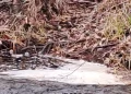 Red Ambiental Ciudadana de Osorno denuncia contaminación del río Damas