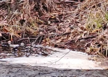 Red Ambiental Ciudadana de Osorno denuncia contaminación del río Damas