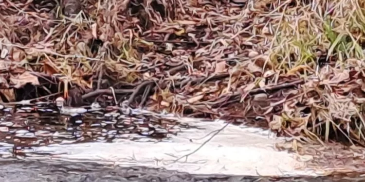 Red Ambiental Ciudadana de Osorno denuncia contaminación del río Damas