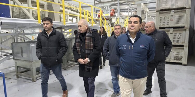 Chile inaugura la planta de procesamiento de avellano más austral del mundo