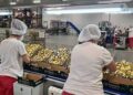 Análisis de coyuntura del empleo en la región de Los Lagos