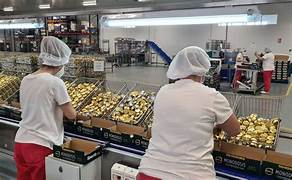 Análisis de coyuntura del empleo en la región de Los Lagos