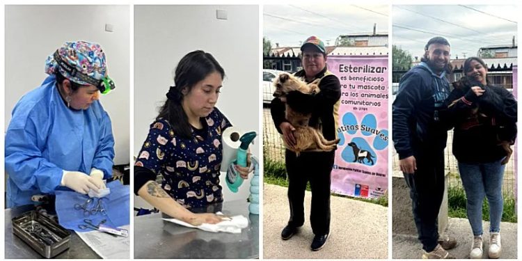 Esterilización gratuita de mascotas en Osorno