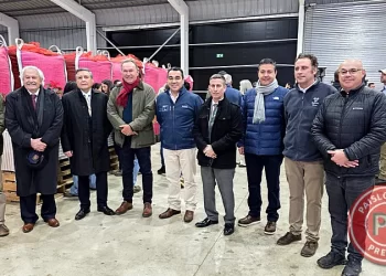 Inauguran en Osorno la planta de procesamiento de avellano europeo