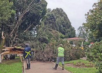 Árbol cae en la plaza de Armas de San Pablo en medio de fuertes vientos