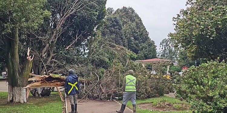 Árbol cae en la plaza de Armas de San Pablo en medio de fuertes vientos