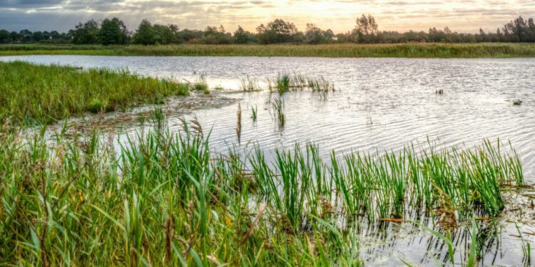 Los humedales construidos: ¿una apuesta para enfrentar la crisis climática?