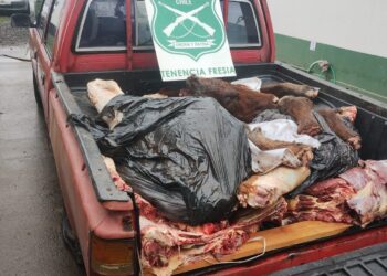 Dos detenidos por abigeato tras ser sorprendidos con animal vacuno faenado en Fresia