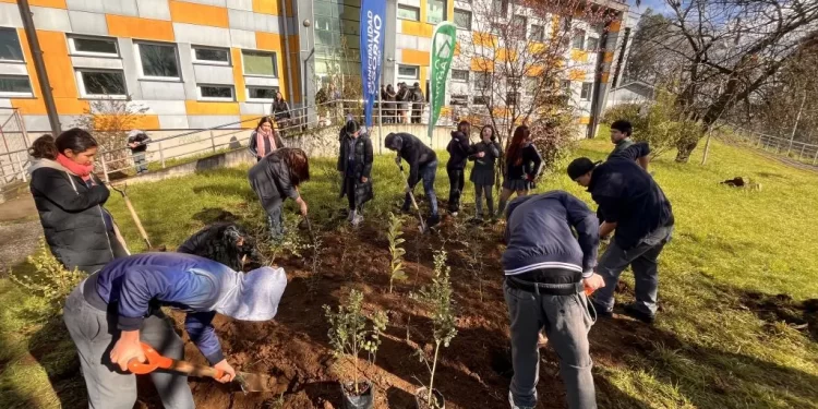 Liceo Rahue incorpora su primer bosque Miyawaki