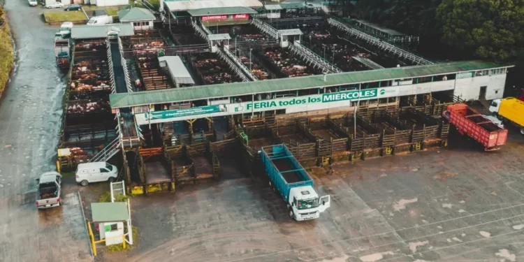 Feria de Osorno genera ganancias por US$7,6 millones en primer semestre duplicándolas respecto de la primer mitad de 2025