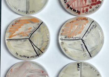 ULagos explorará [BG1] el potencial biotecnológico de las papas nativas creando probiótico para terneros