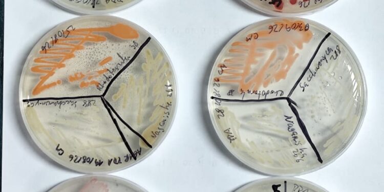 ULagos explorará [BG1] el potencial biotecnológico de las papas nativas creando probiótico para terneros