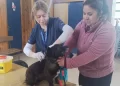 Realizan operativo veterinario en el sector rural de San Juan de la Costa