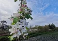 Advierten posibles efectos de lluvias en los cultivos frutales de la Provincia de Osorno