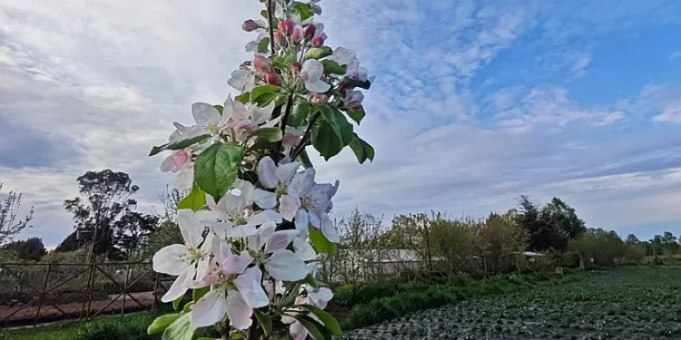 Advierten posibles efectos de lluvias en los cultivos frutales de la Provincia de Osorno